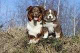 BERGER AUSTRALIEN - ADULT & PUPPY 040